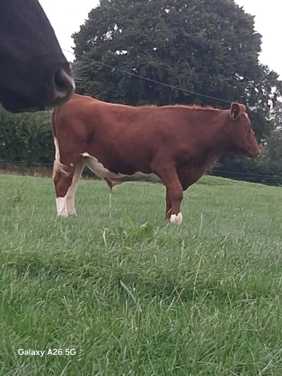 Store Bullocks - Image 3