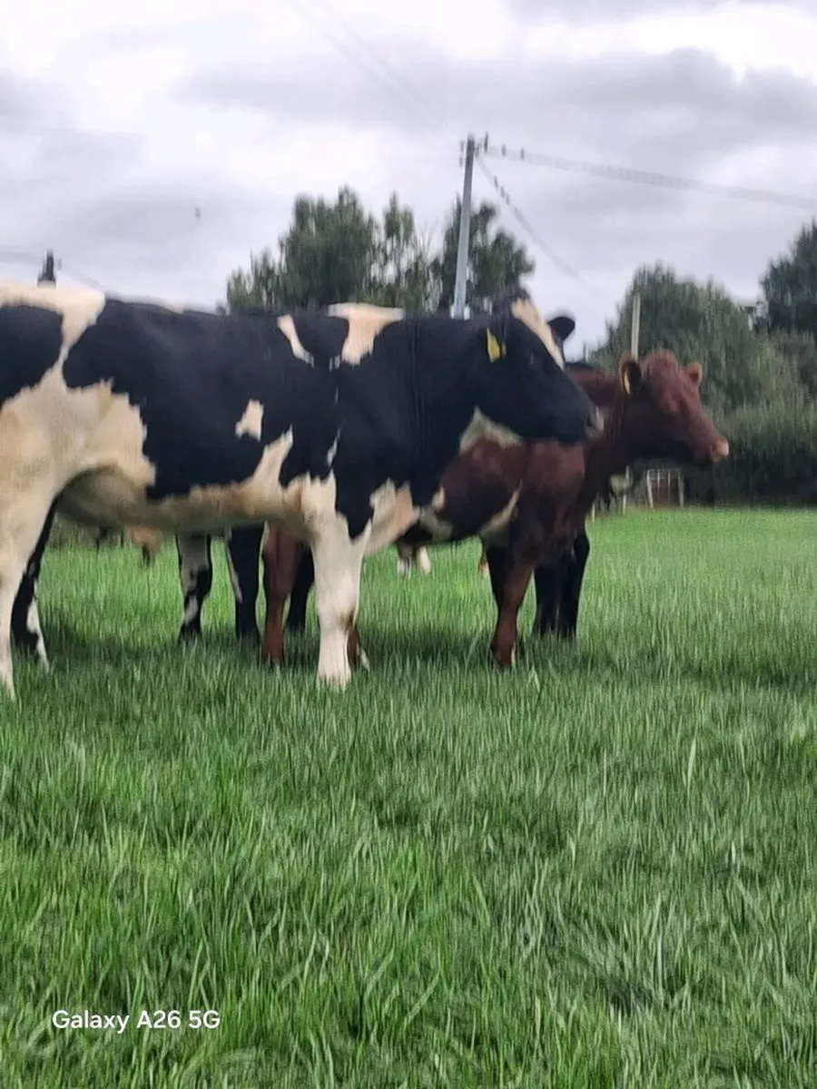 Store Bullocks - Image 4