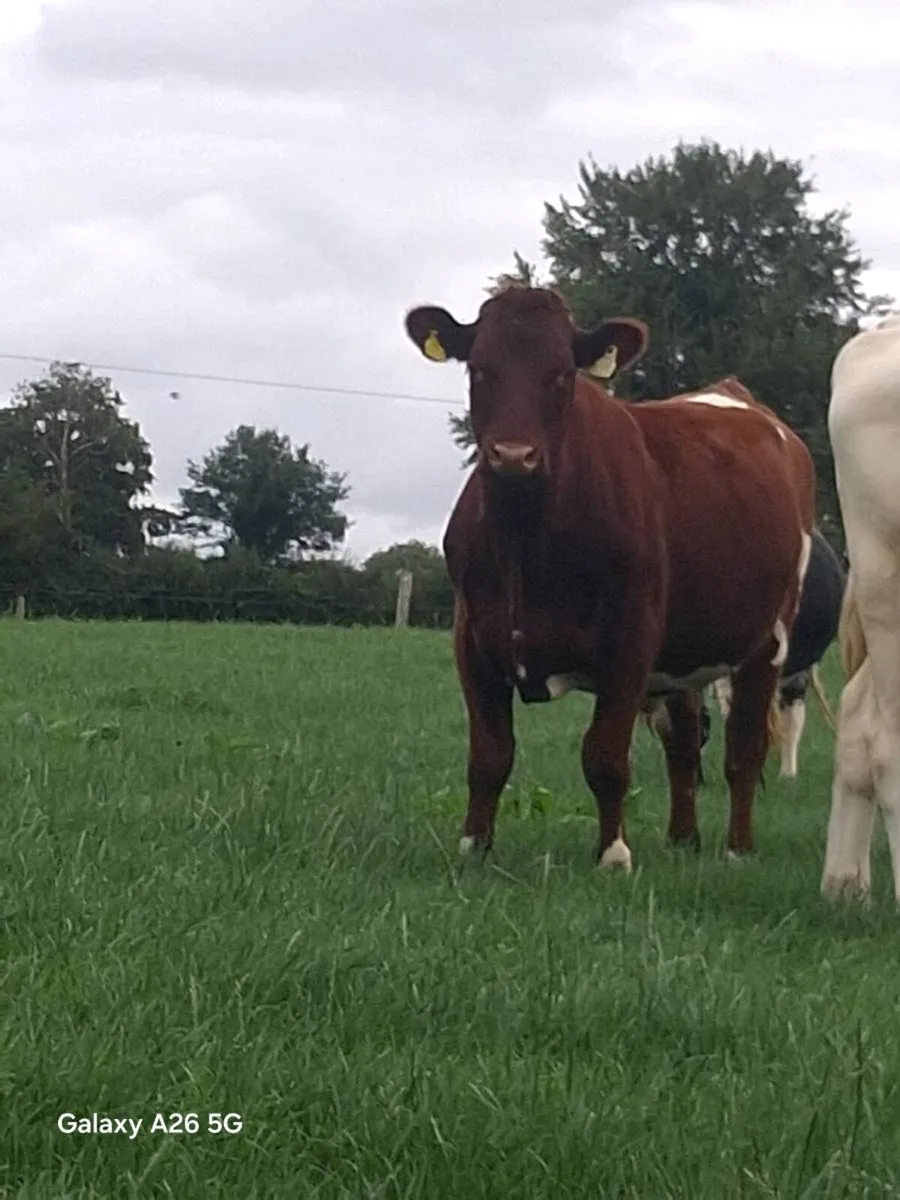 Store Bullocks - Image 1