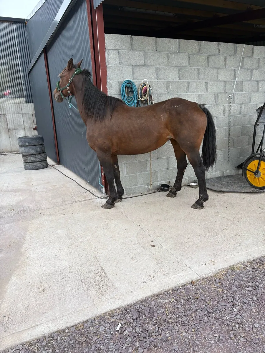 🌸Draft mare 9 year old Forsale🌸 - Image 1