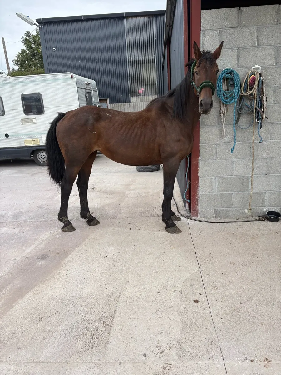 🌸Draft mare 9 year old Forsale🌸 - Image 4