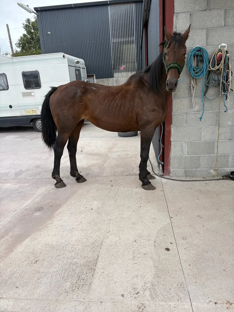 🌸Draft mare 9 year old Forsale🌸 - Image 2
