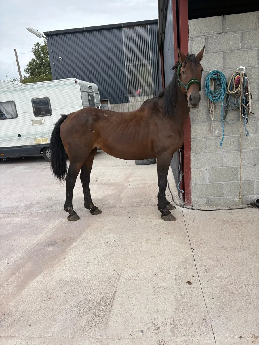 🌸Draft mare 9 year old Forsale🌸 - Image 3