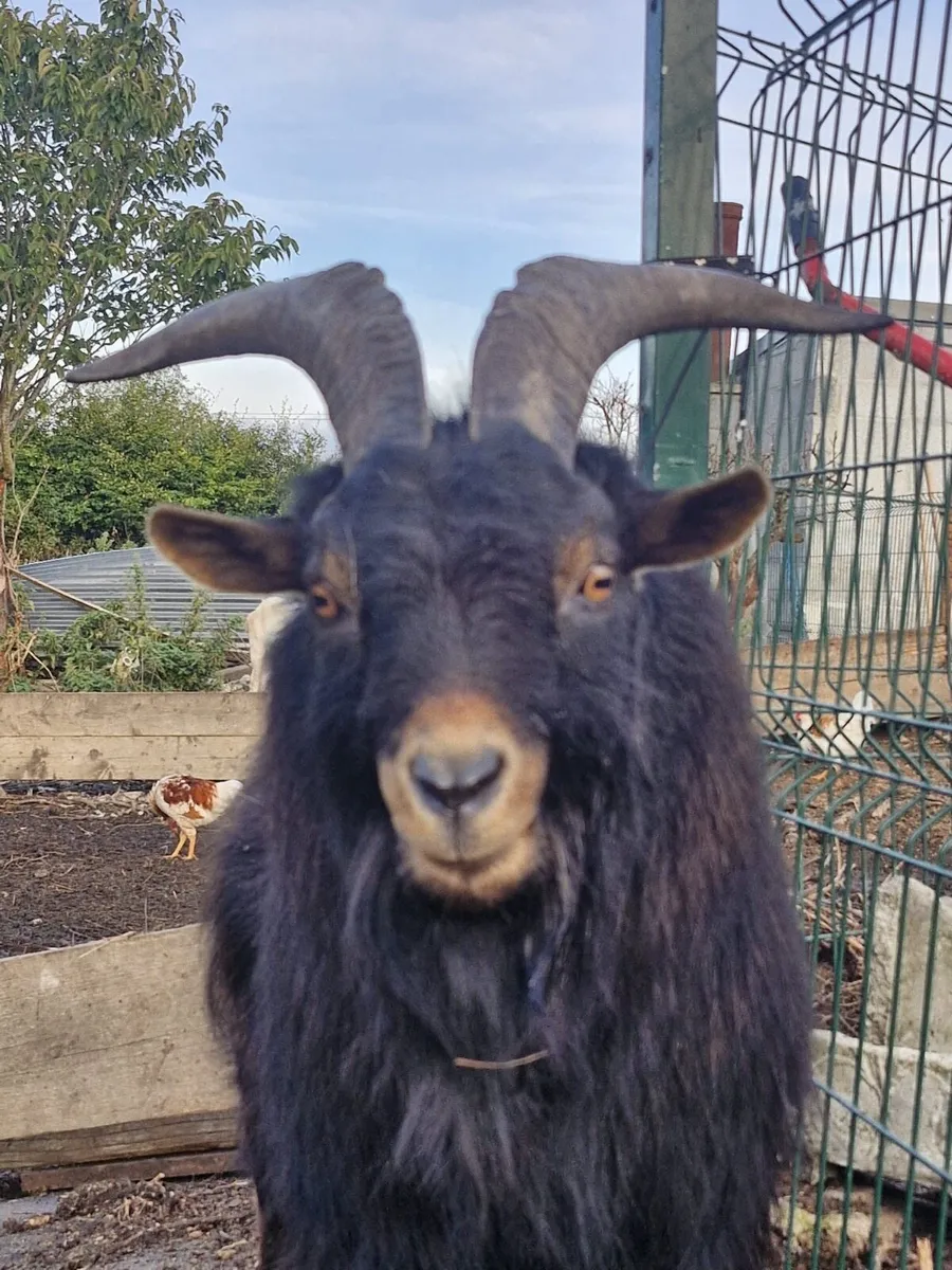 Two Male goats - Image 1