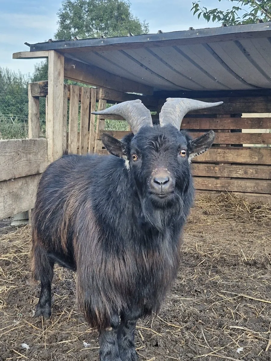 Two Male goats - Image 2