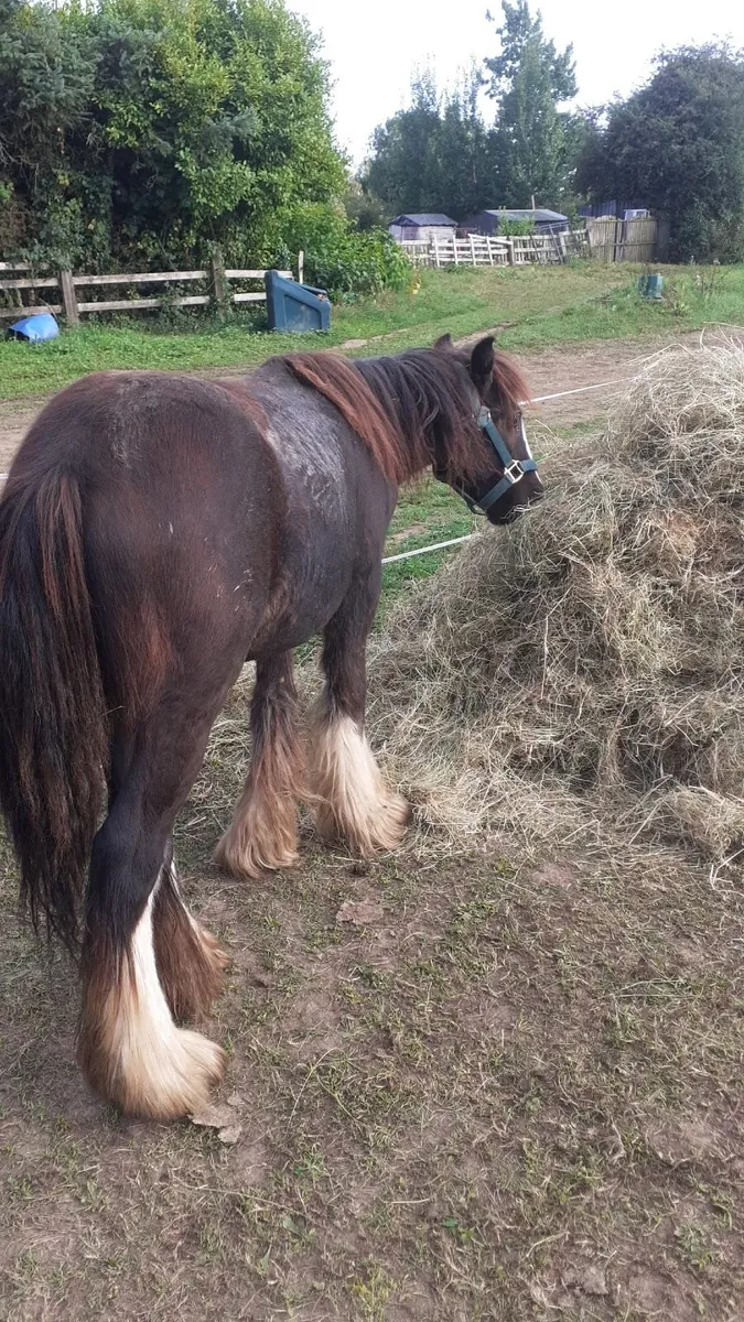 Balgadon colt coming 2 - Image 3