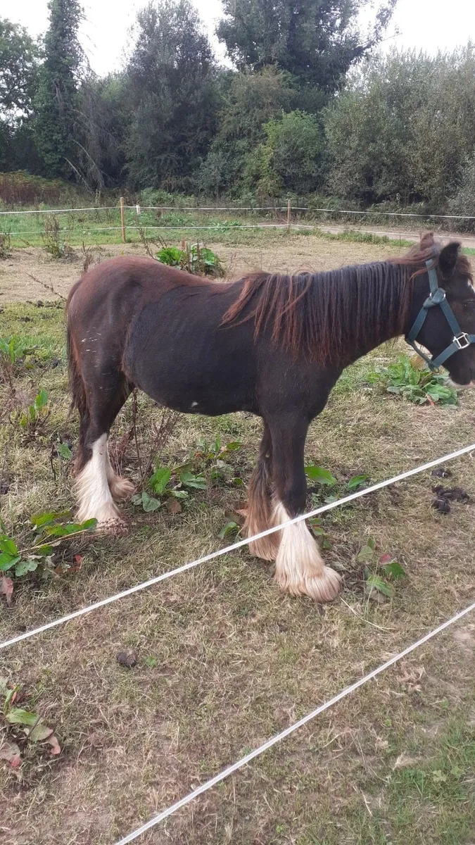 Balgadon colt coming 2 - Image 2