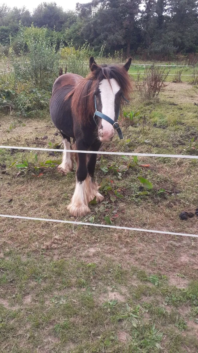 Balgadon colt coming 2 - Image 4