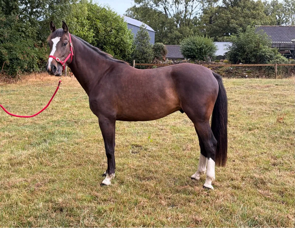 Lot 1137 Goresbridge 9th September