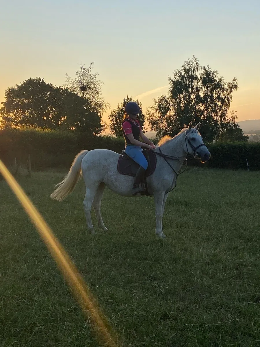 Pony - Image 1