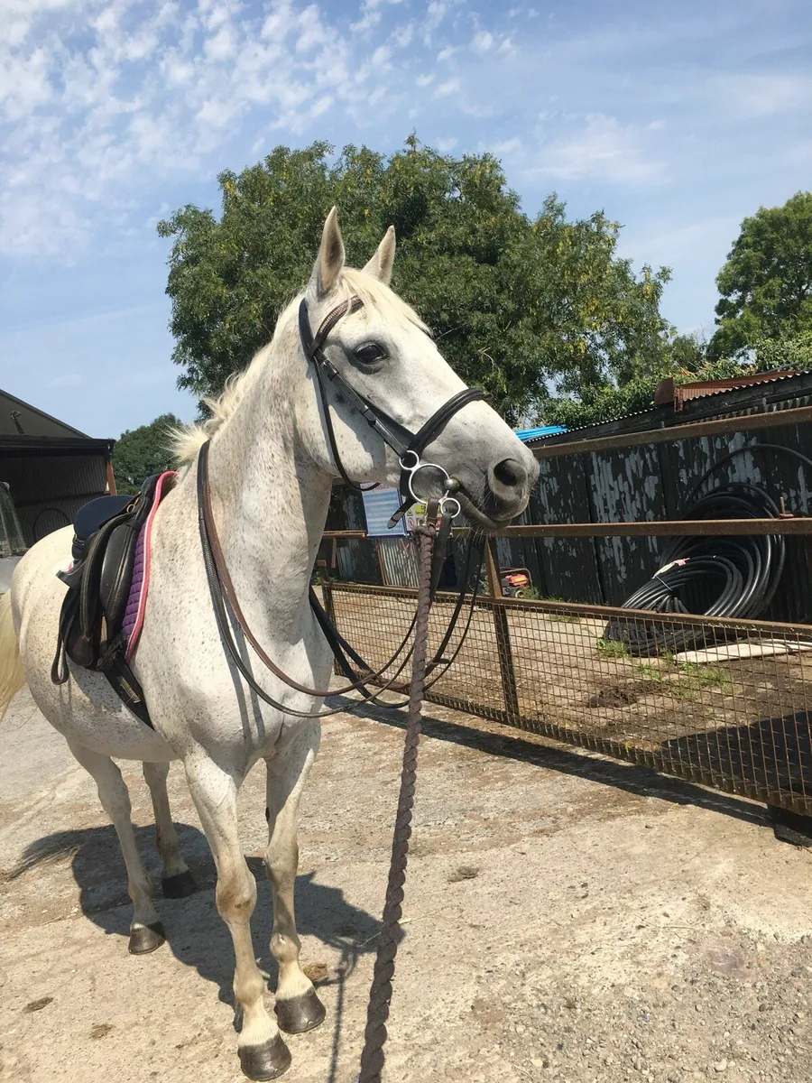 Pony - Image 2