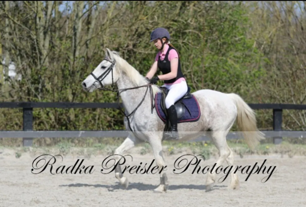 Pony - Image 4