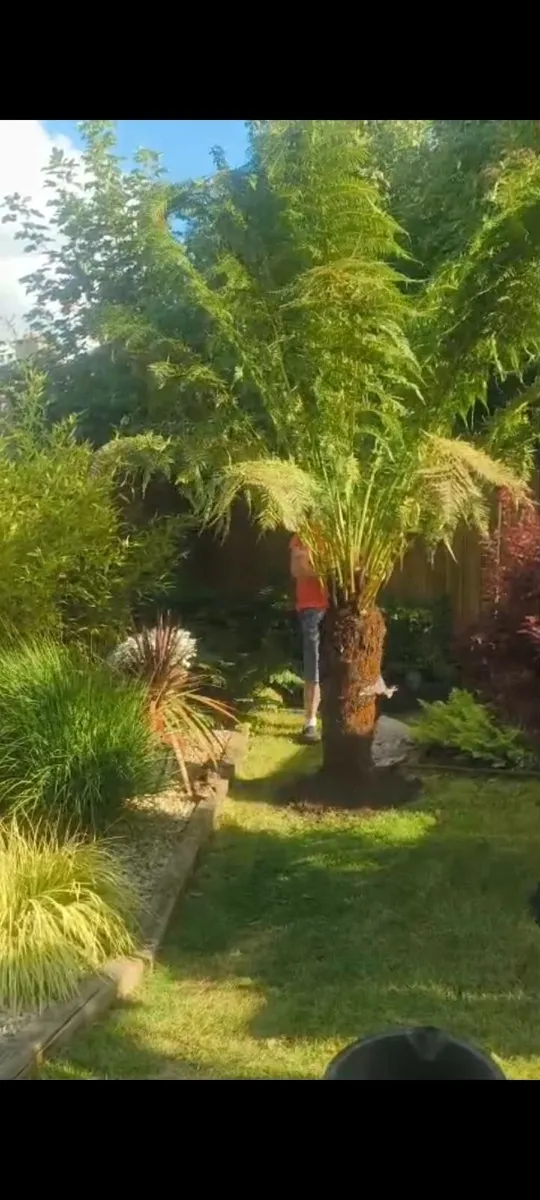 Fern tree - Image 2
