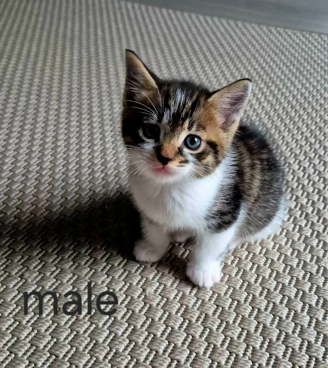 🐾 Gorgeous Kittens looking for new family - Image 2