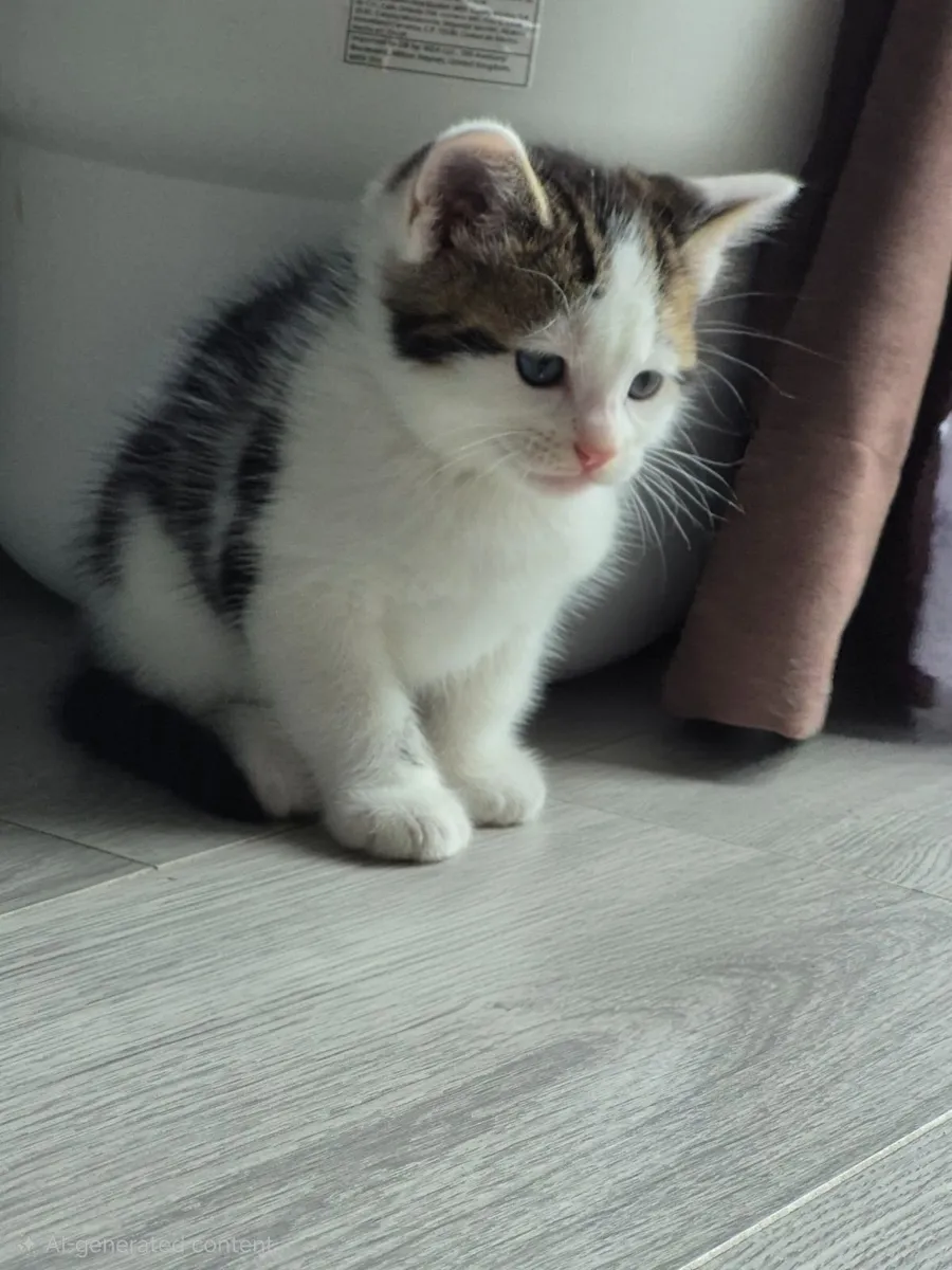 🐾 Gorgeous Kittens looking for new family - Image 3