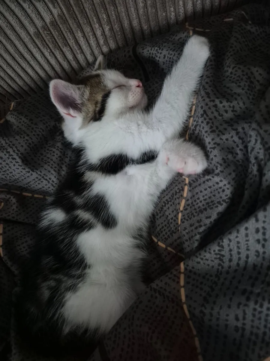 🐾 Gorgeous Kittens looking for new family - Image 4