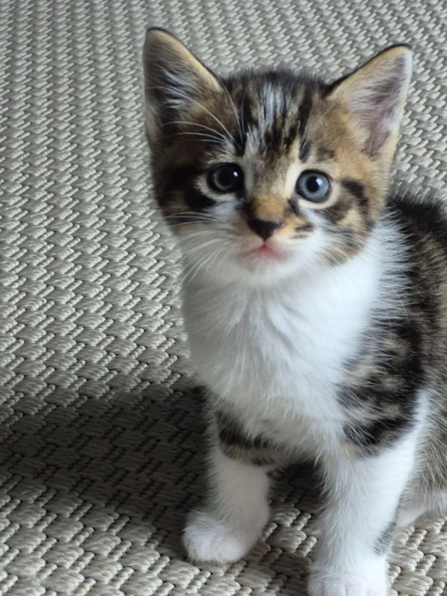 🐾 Gorgeous Kittens looking for new family - Image 1