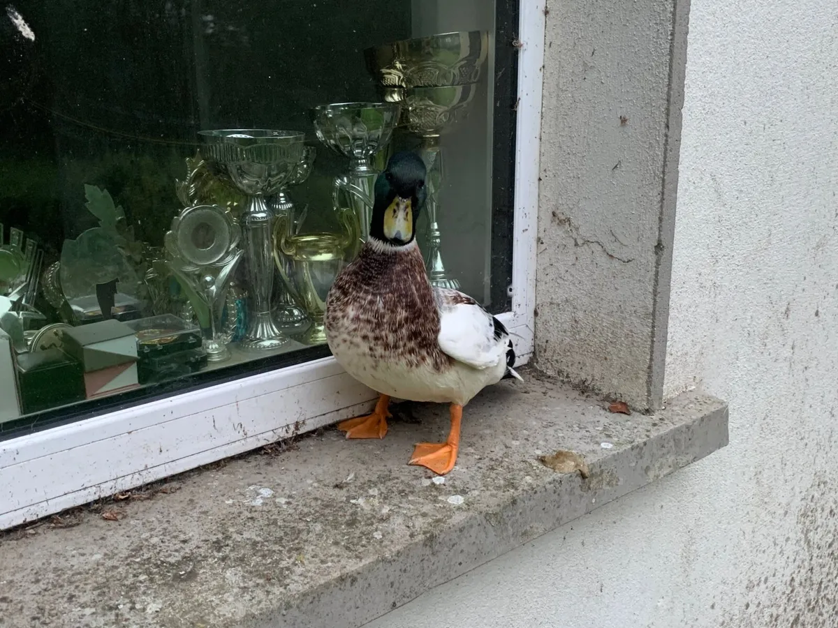 Call duck - Image 2