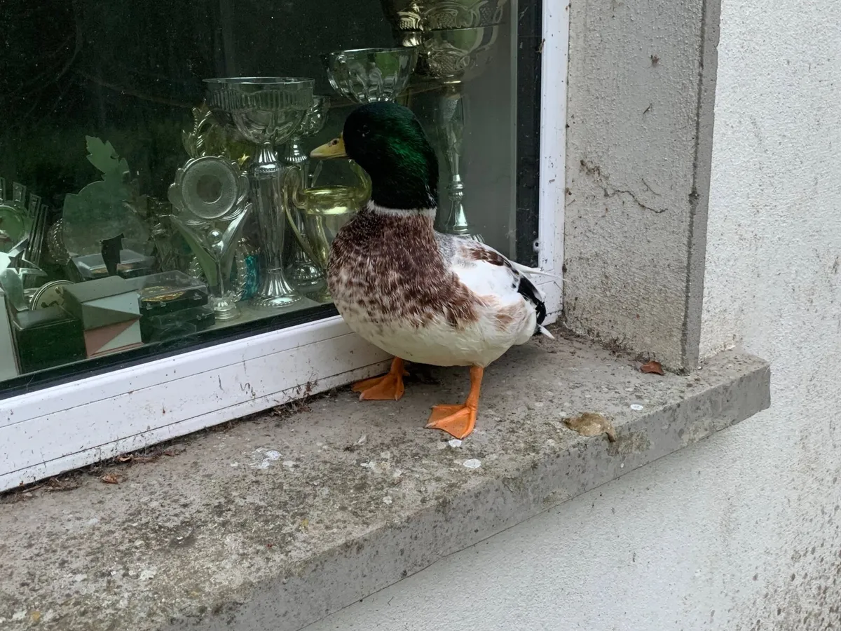 Call duck - Image 3