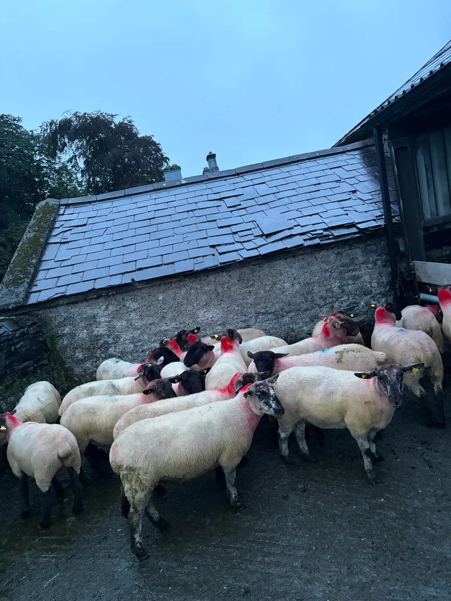 Breeding hoggets - Image 2