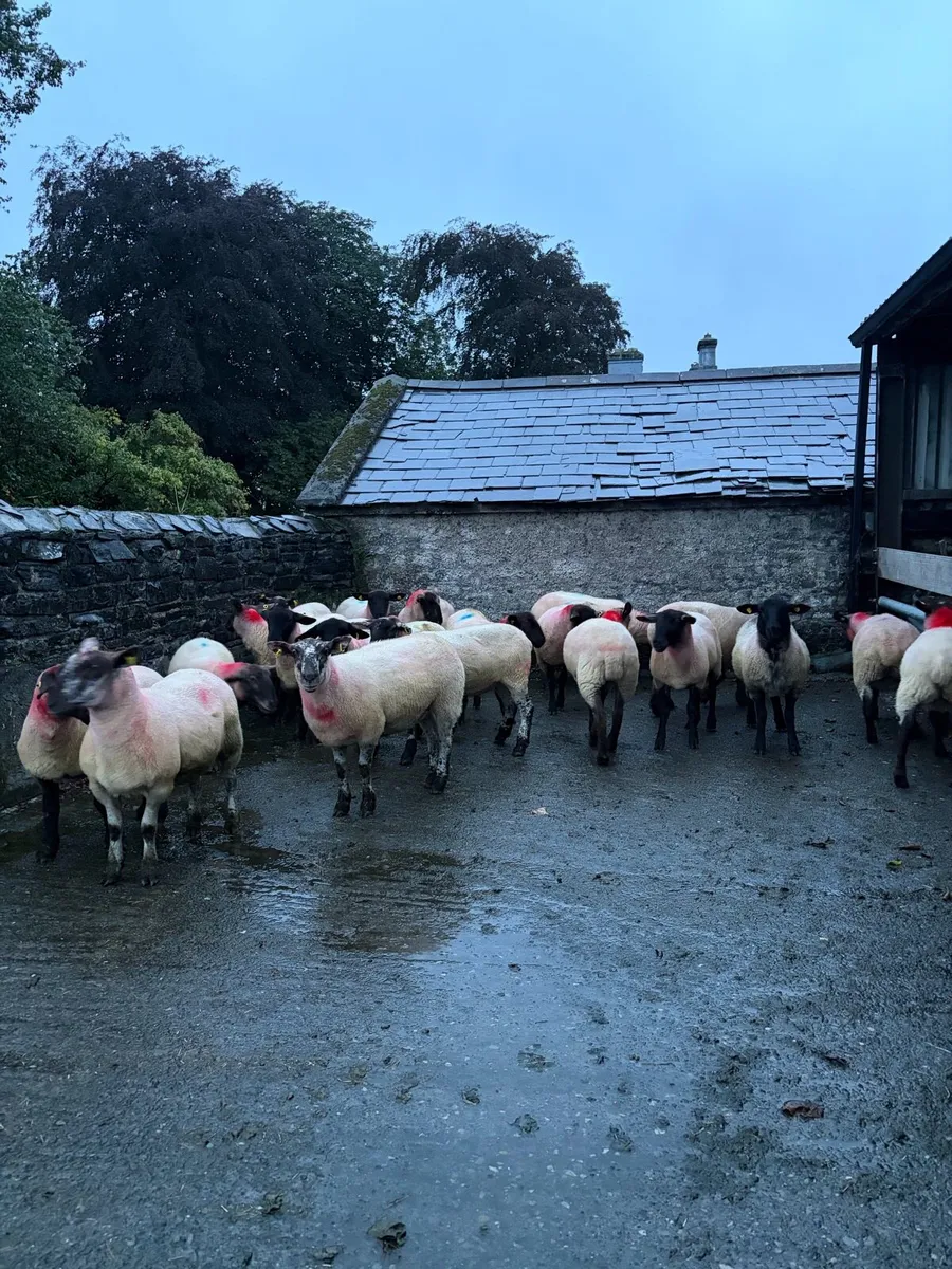 Breeding hoggets - Image 3