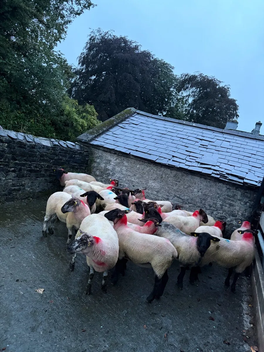 Breeding hoggets - Image 4