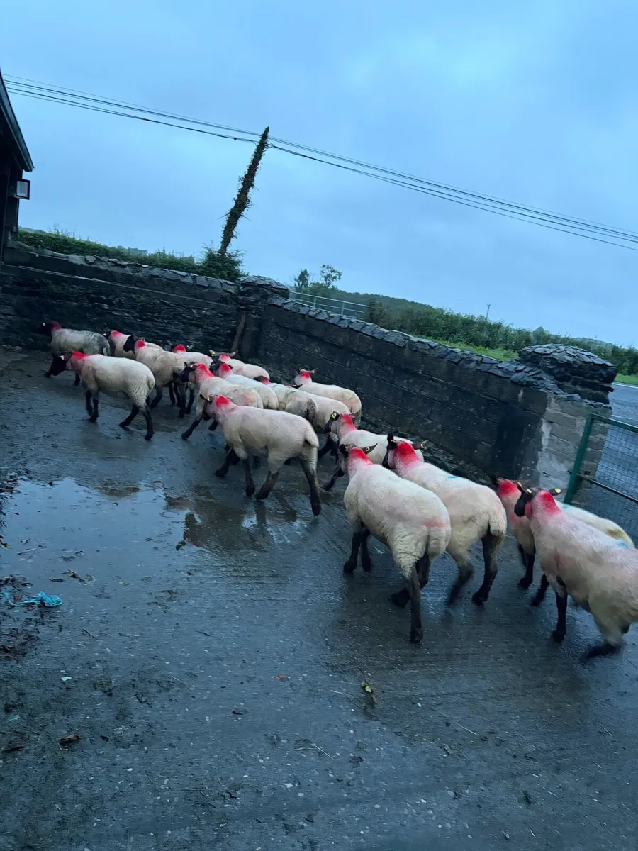 Breeding hoggets - Image 1
