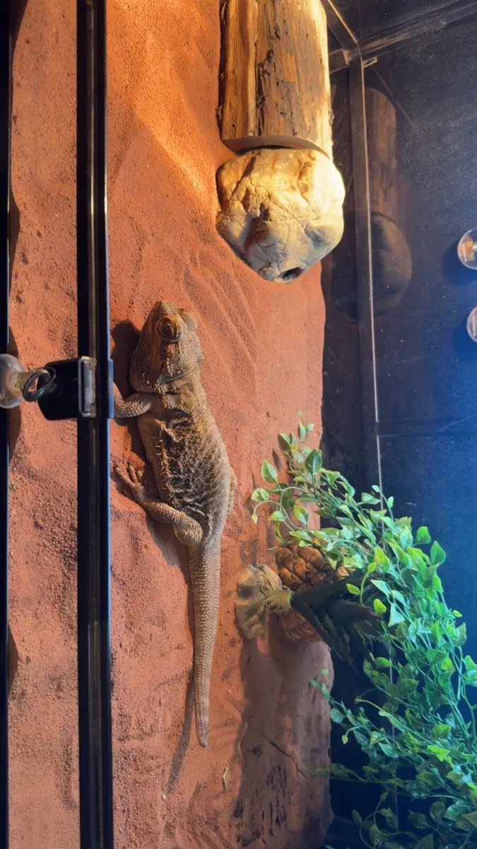 Bearded dragon and full setup - Image 1