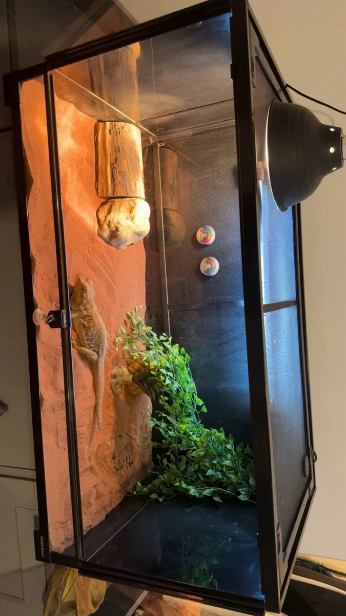Bearded dragon and full setup - Image 2