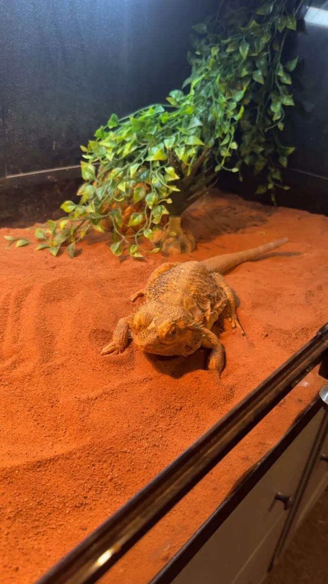 Bearded dragon and full setup - Image 3