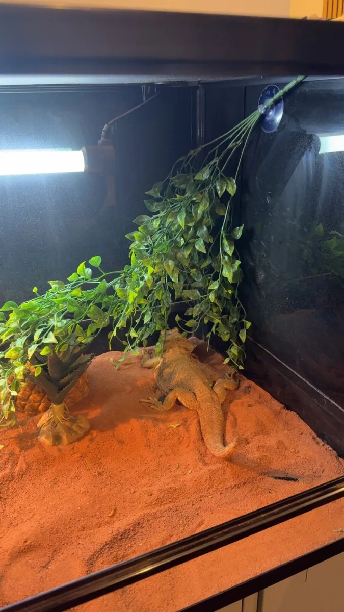 Bearded dragon and full setup - Image 4
