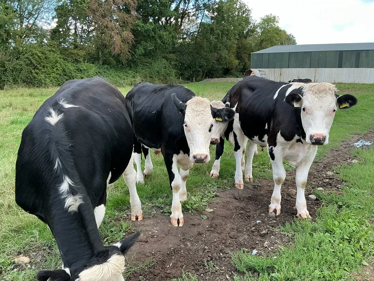 12 Hereford Bullocks - Image 2