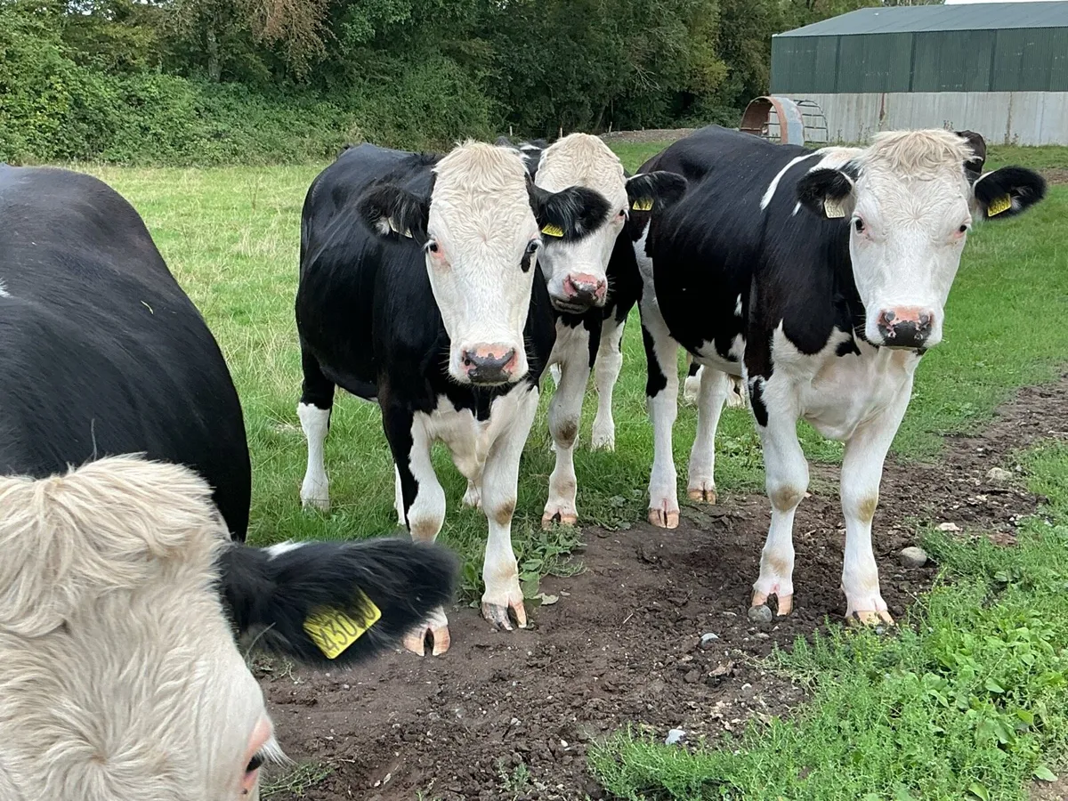 12 Hereford Bullocks - Image 3