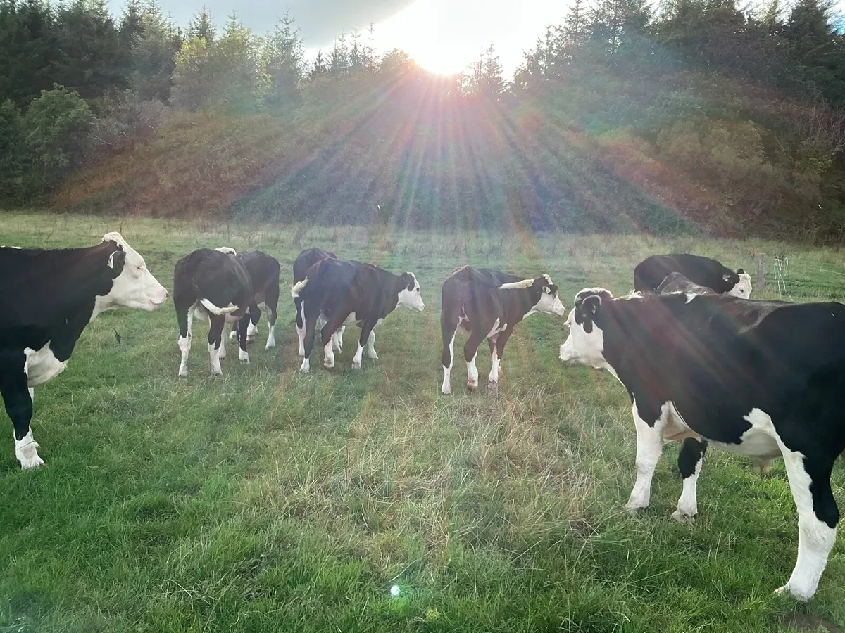 12 Hereford Bullocks - Image 4