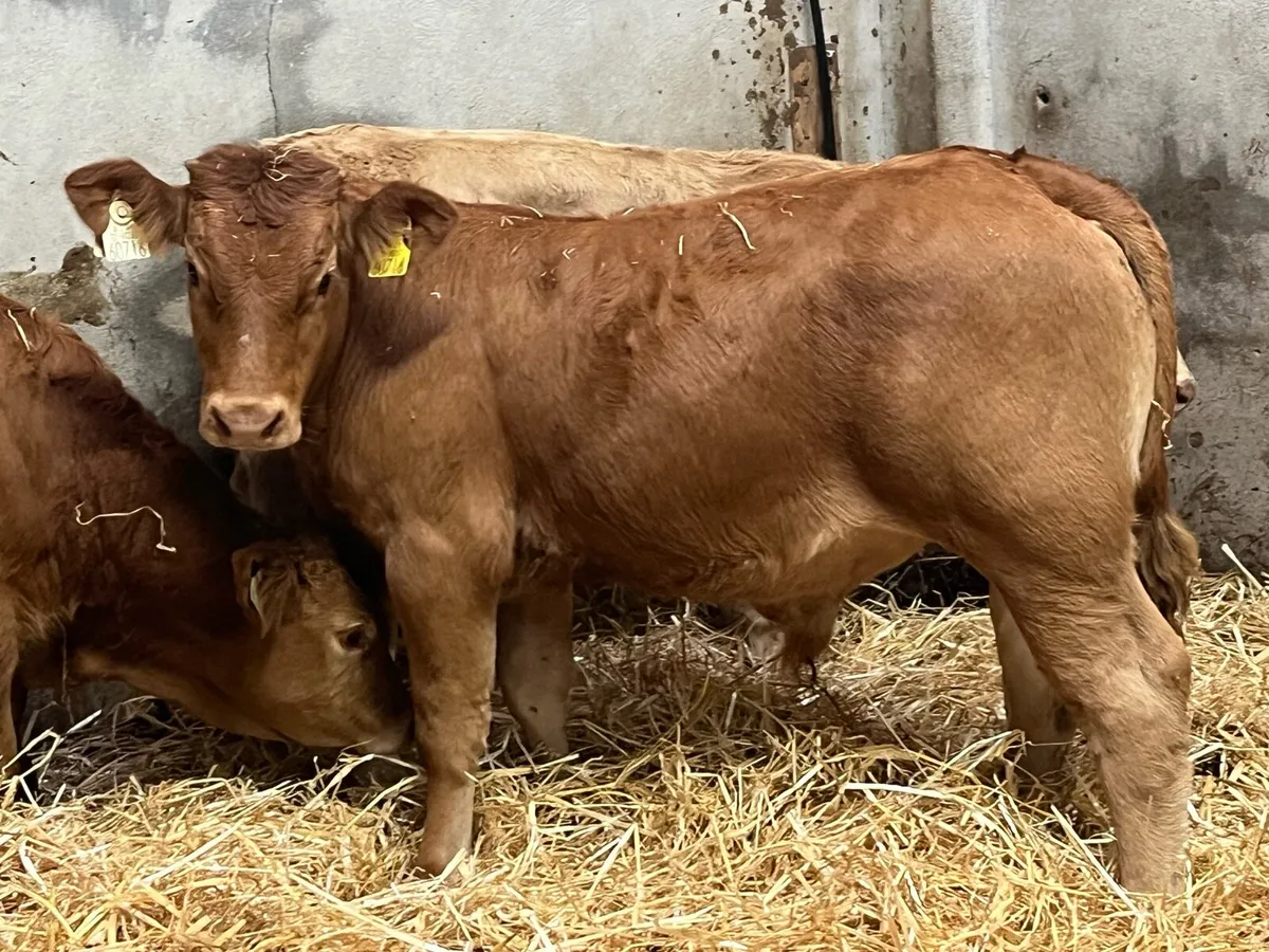 Smashing 250Kg CH LIM Bull Weanlings - Image 2