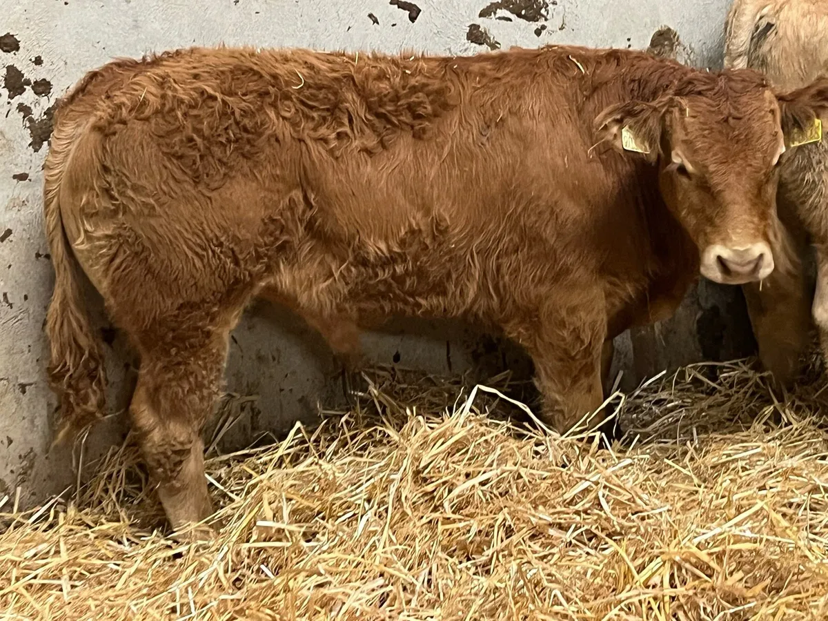 Smashing 250Kg CH LIM Bull Weanlings - Image 3