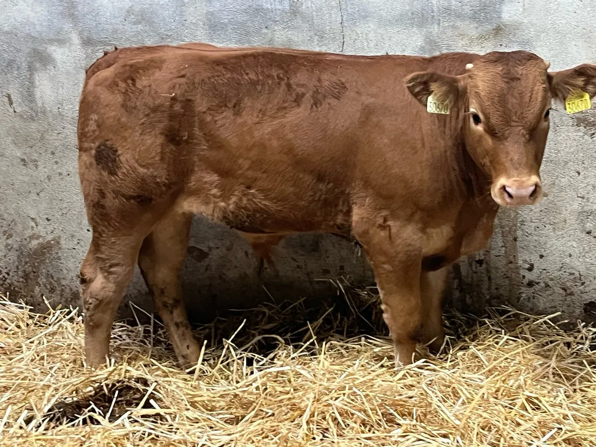 Smashing 250Kg CH LIM Bull Weanlings - Image 4