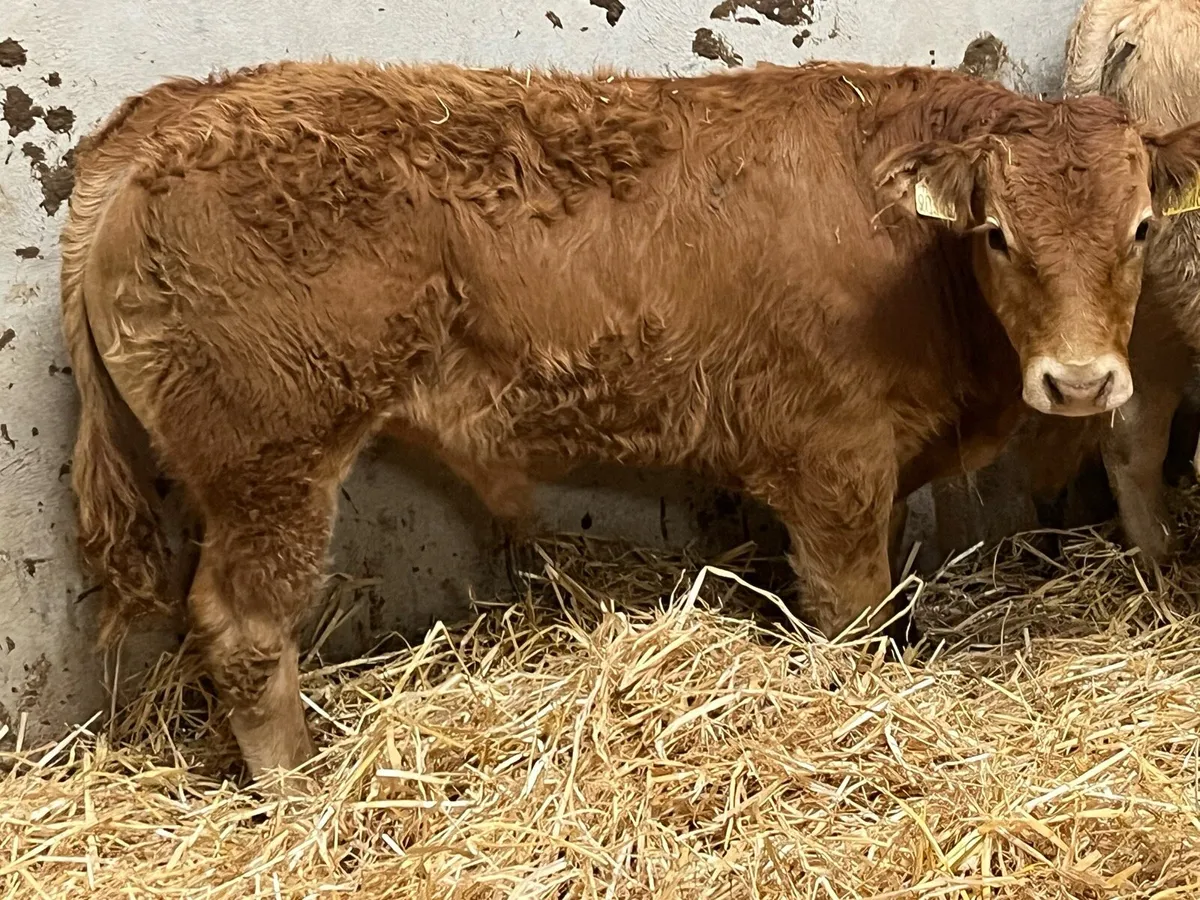 Smashing 250Kg CH LIM Bull Weanlings - Image 1