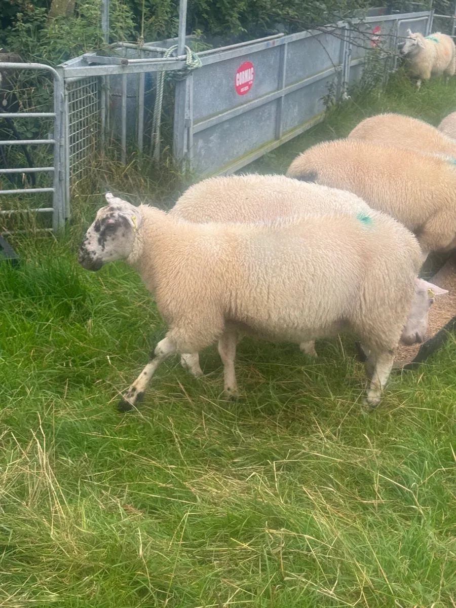 Organic Lambs - Image 2