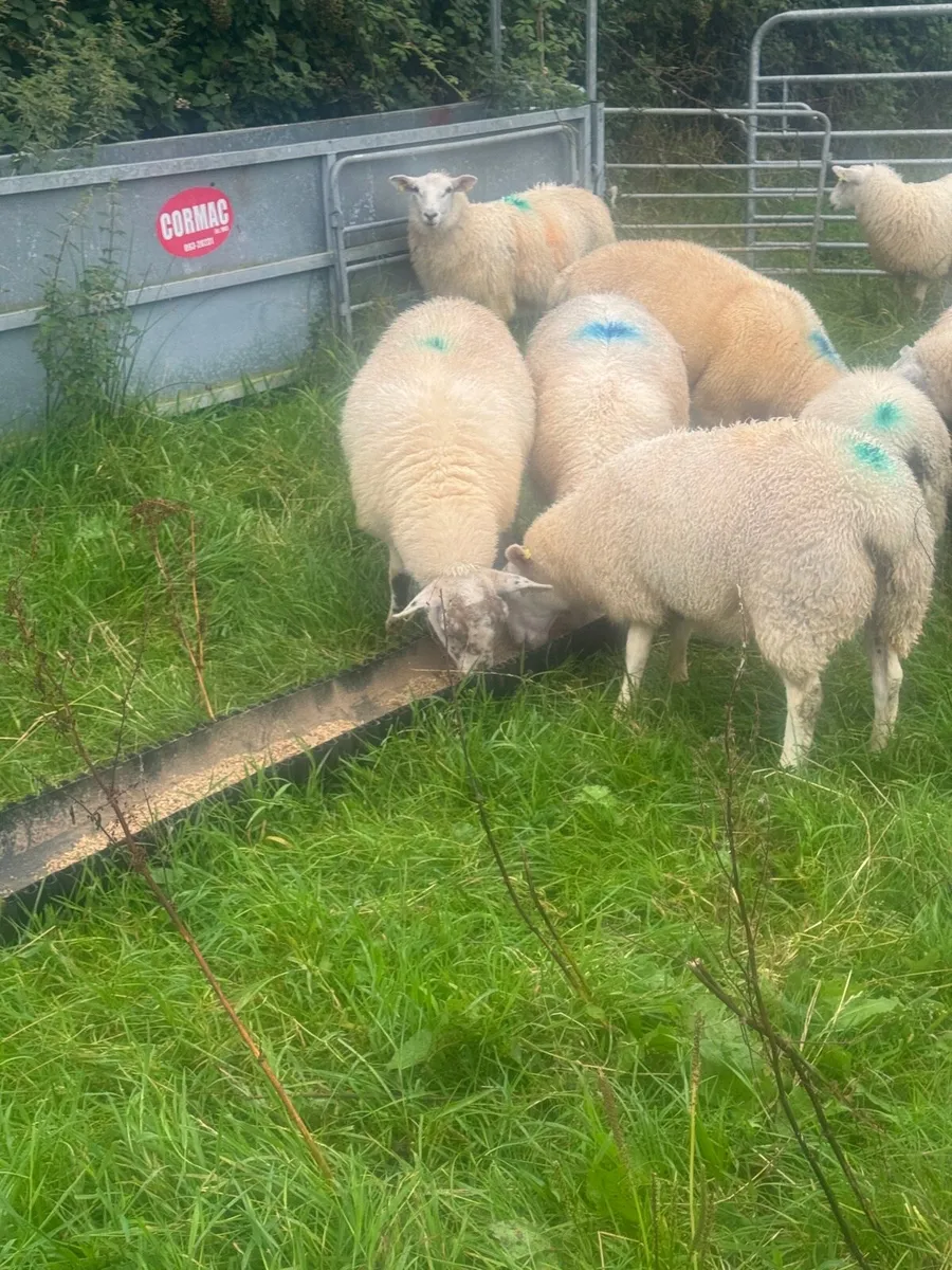 Organic Lambs - Image 3