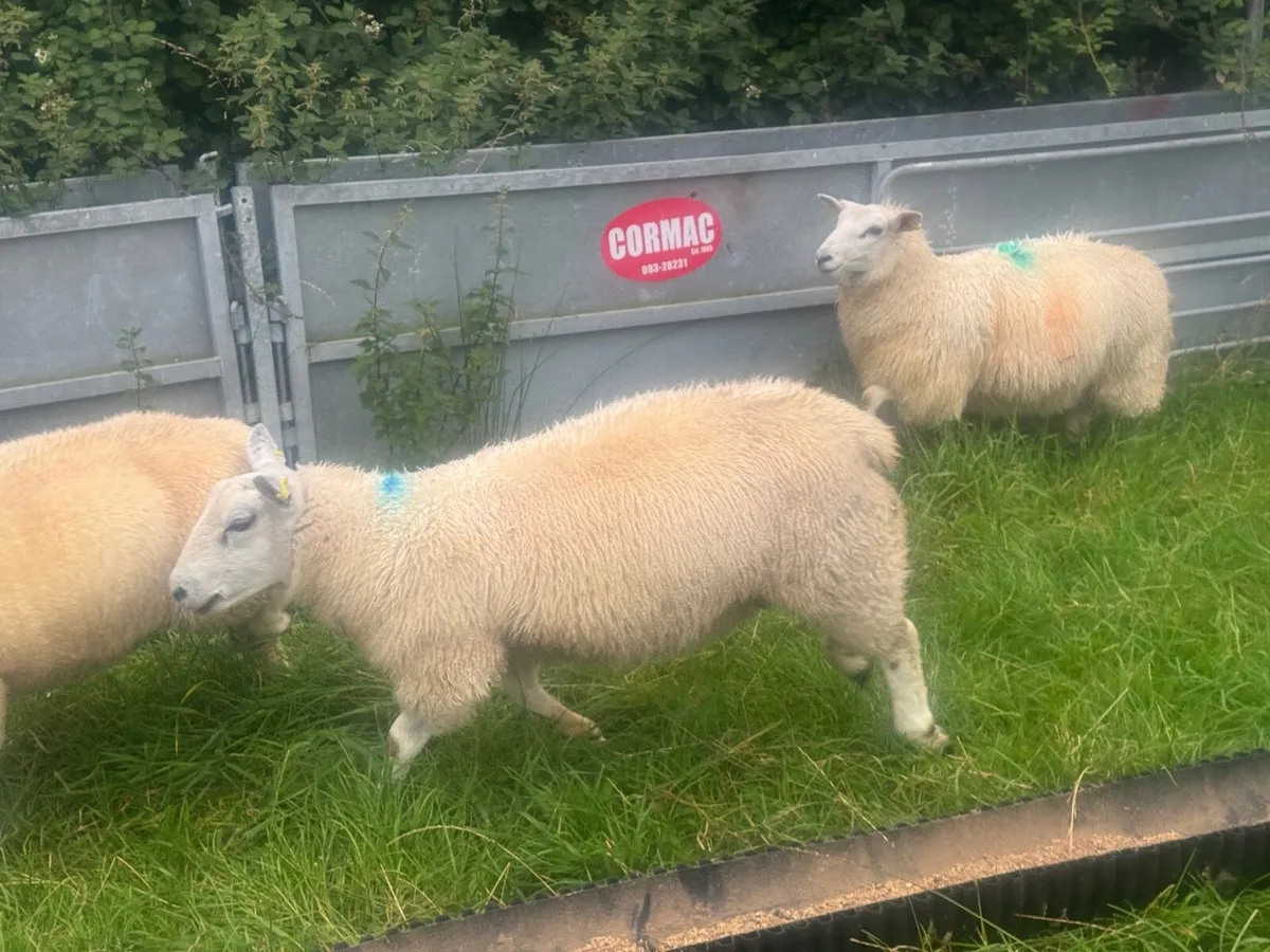 Organic Lambs - Image 4