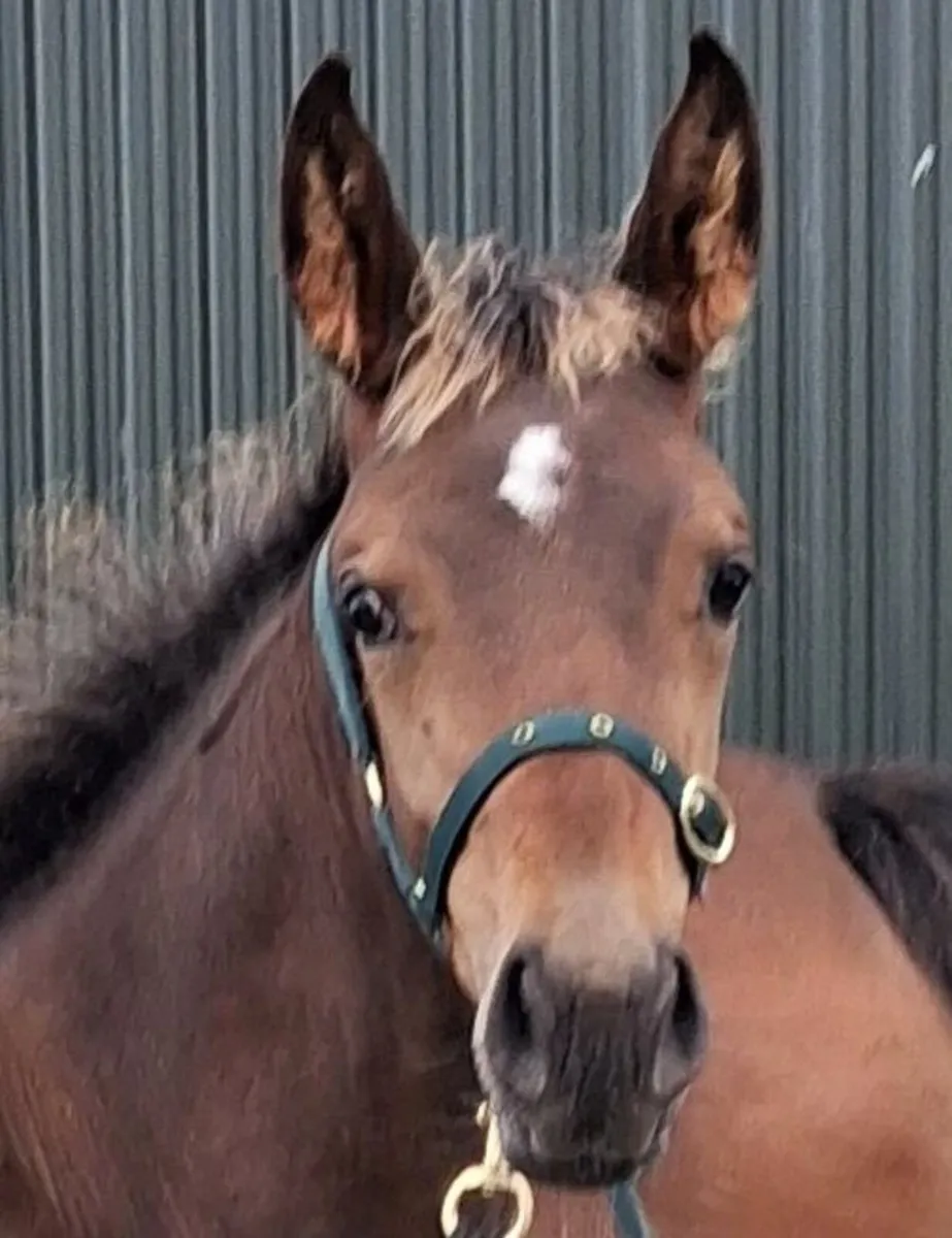 Lagans Obos Quality filly foal - Image 2