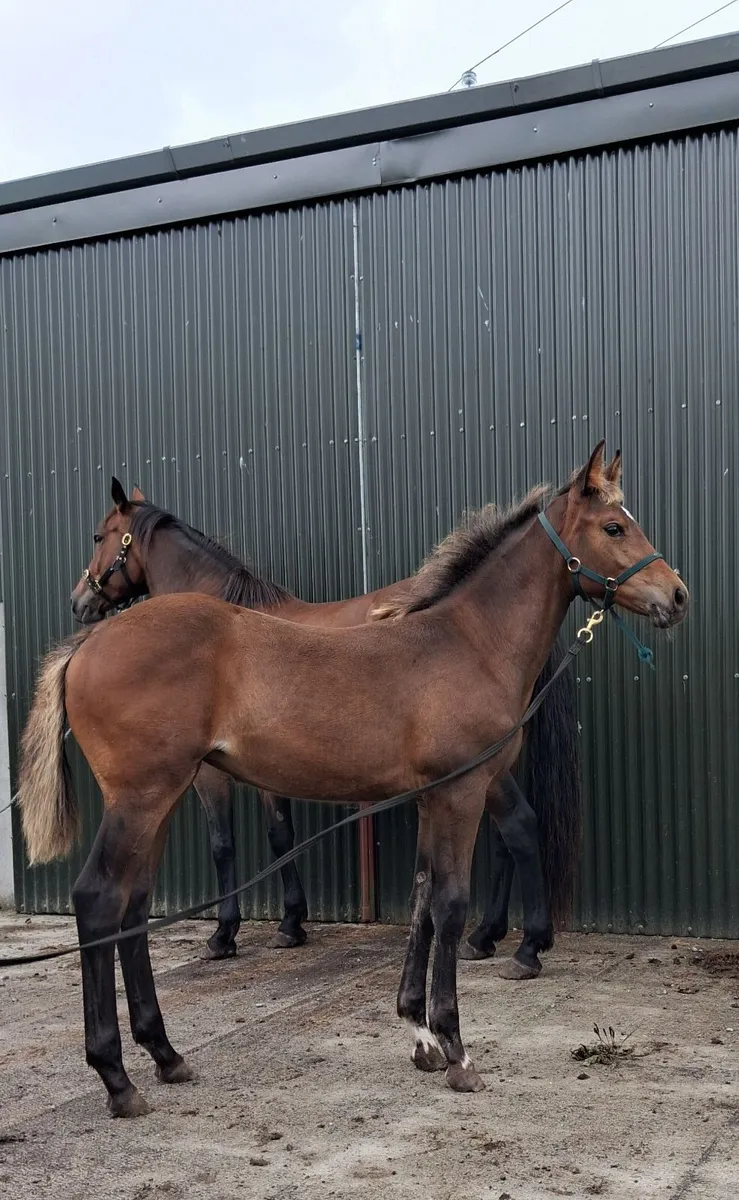 Lagans Obos Quality filly foal - Image 1
