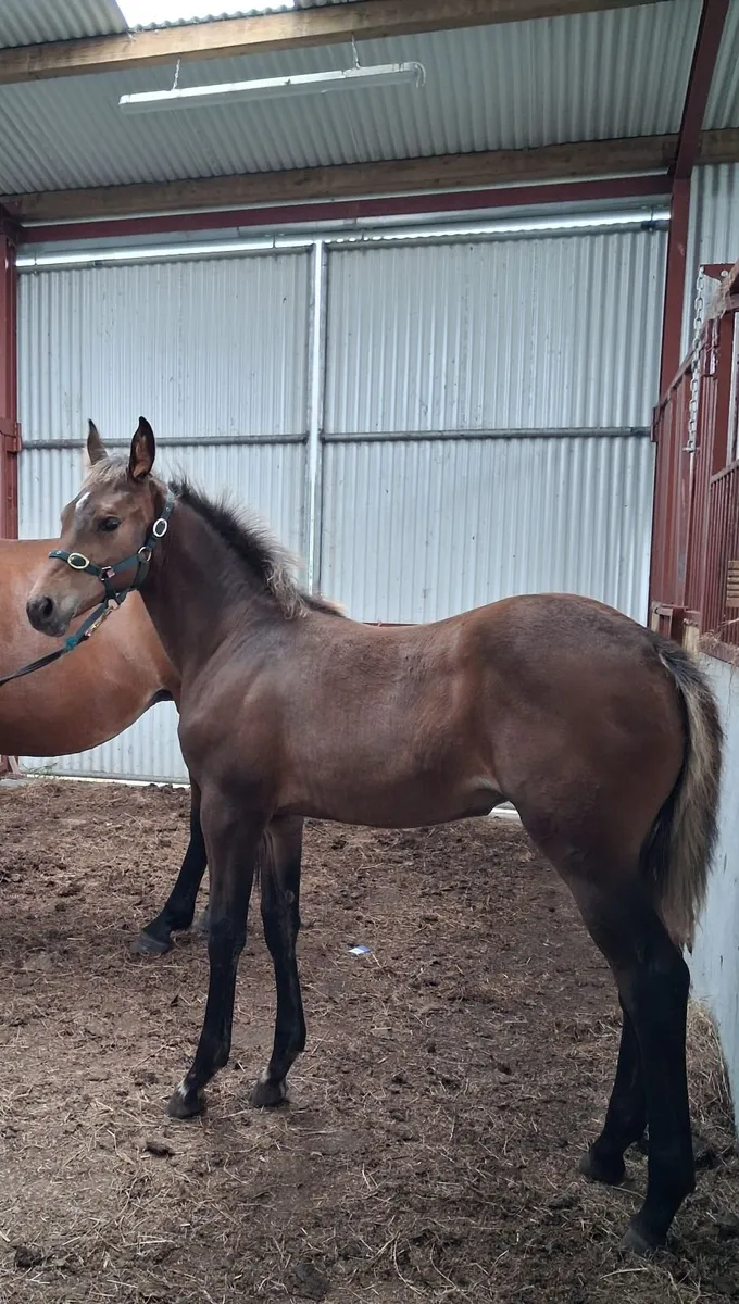 Lagans Obos Quality filly foal - Image 4
