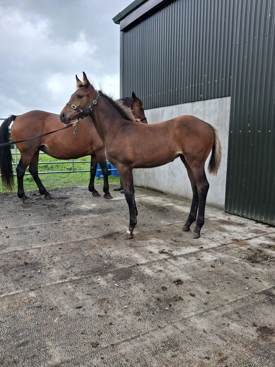 Lagans Obos Quality filly foal - Image 1