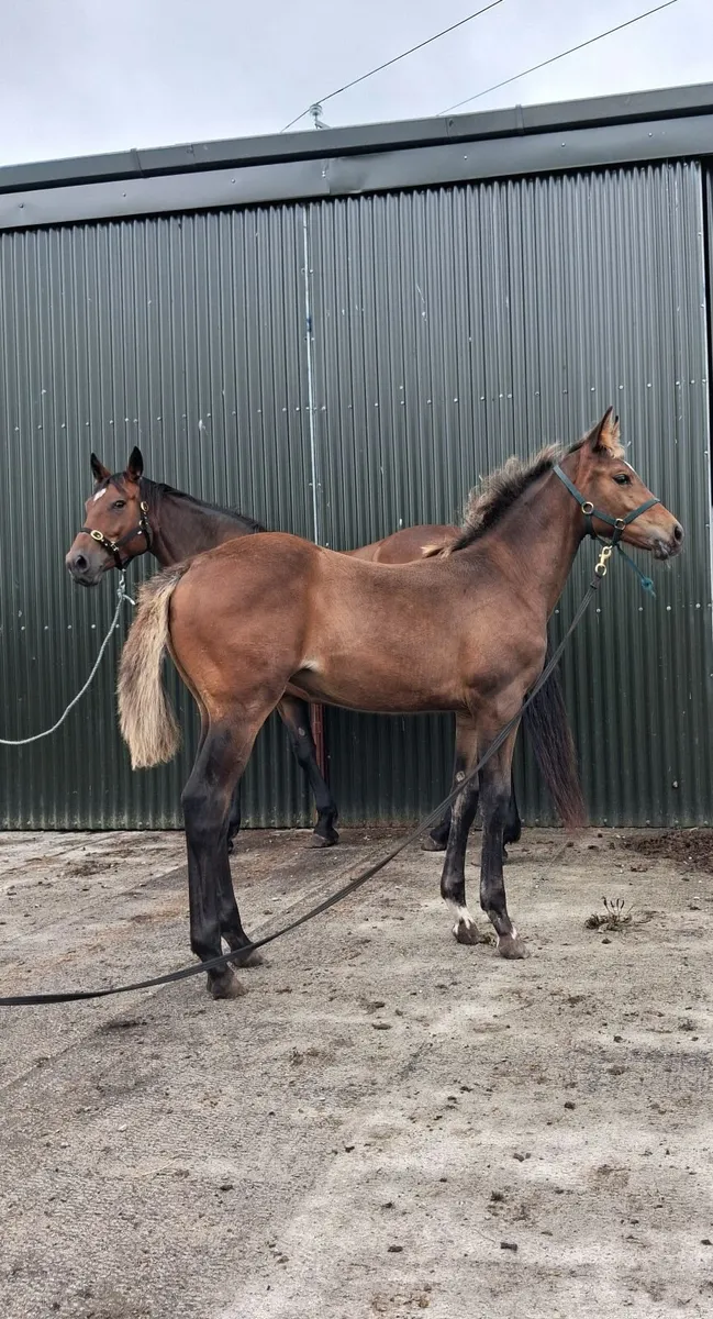 Lagans Obos Quality filly foal - Image 3
