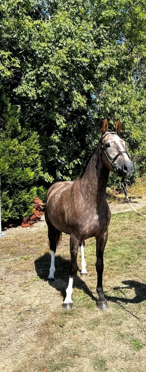 Beautiful 3yr old filly by Womanizer - Image 2
