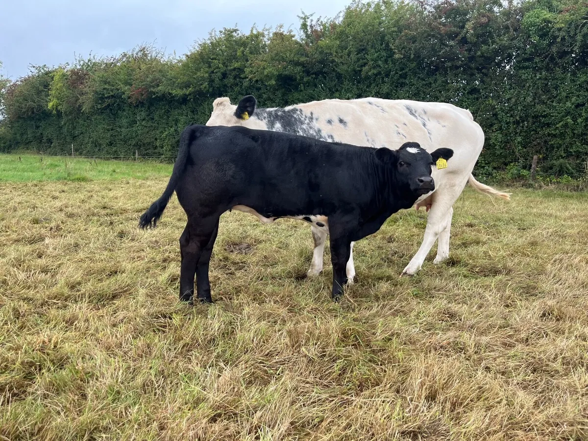 BB/FR heifer with EBY heifer calf @ Carnaross mart - Image 3