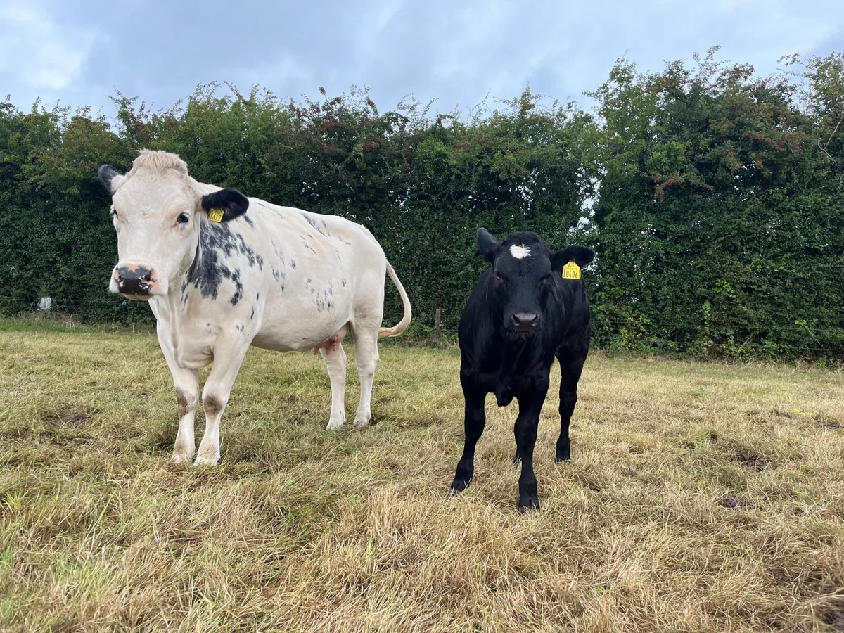 BB/FR heifer with EBY heifer calf @ Carnaross mart - Image 2