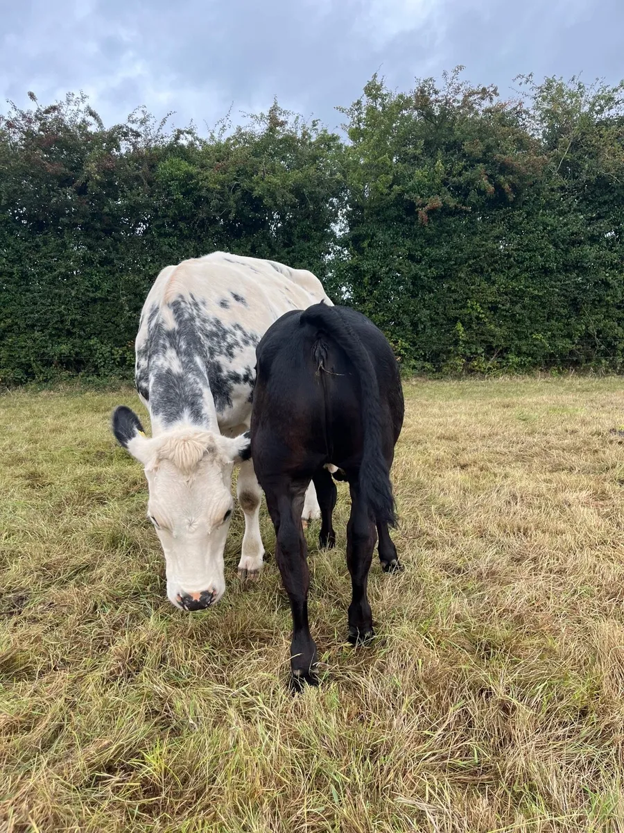 BB/FR heifer with EBY heifer calf @ Carnaross mart - Image 4